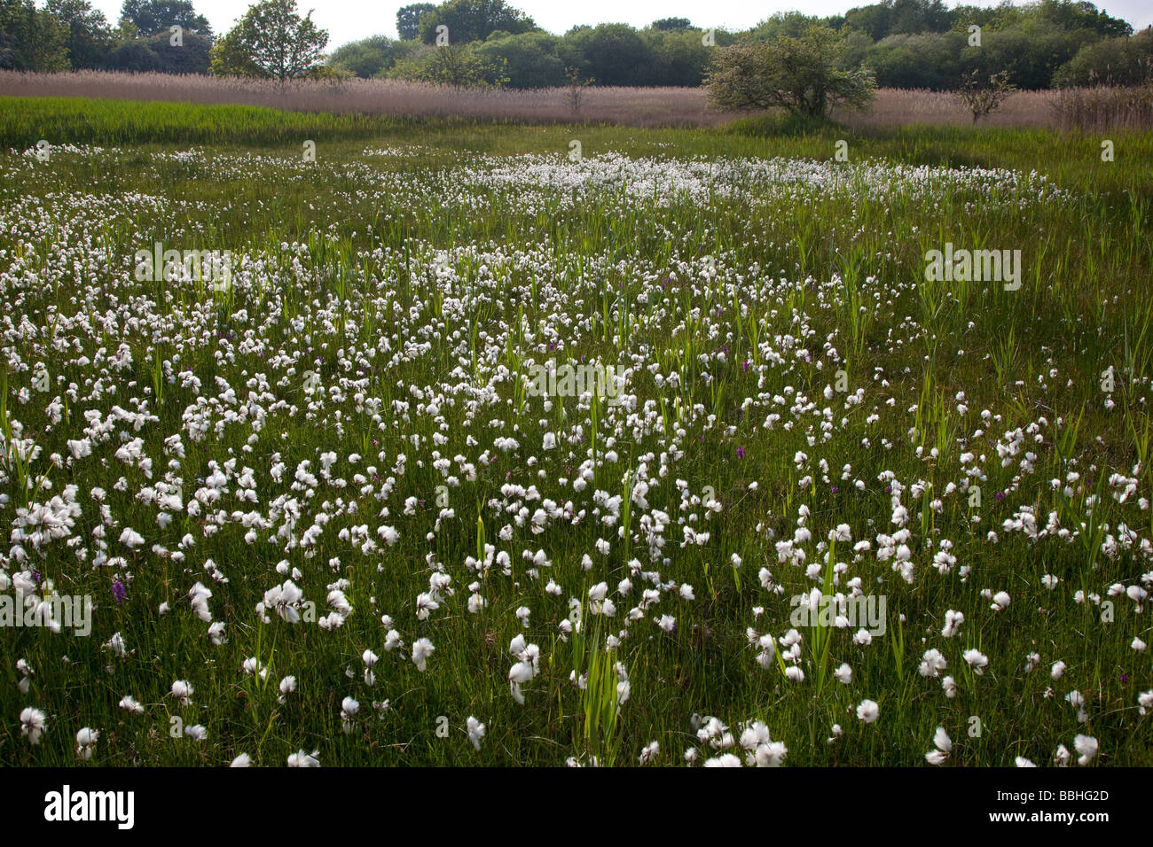 Erba di cotone Eriophorum angustifolium Foto Stock