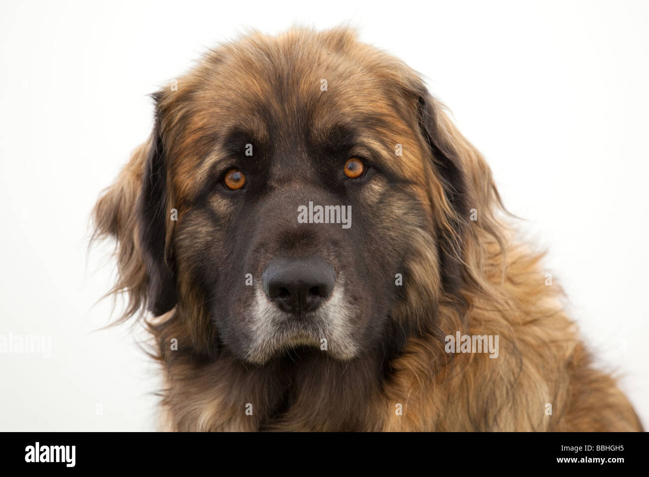 Ritratto di un cane Leonberger Foto Stock