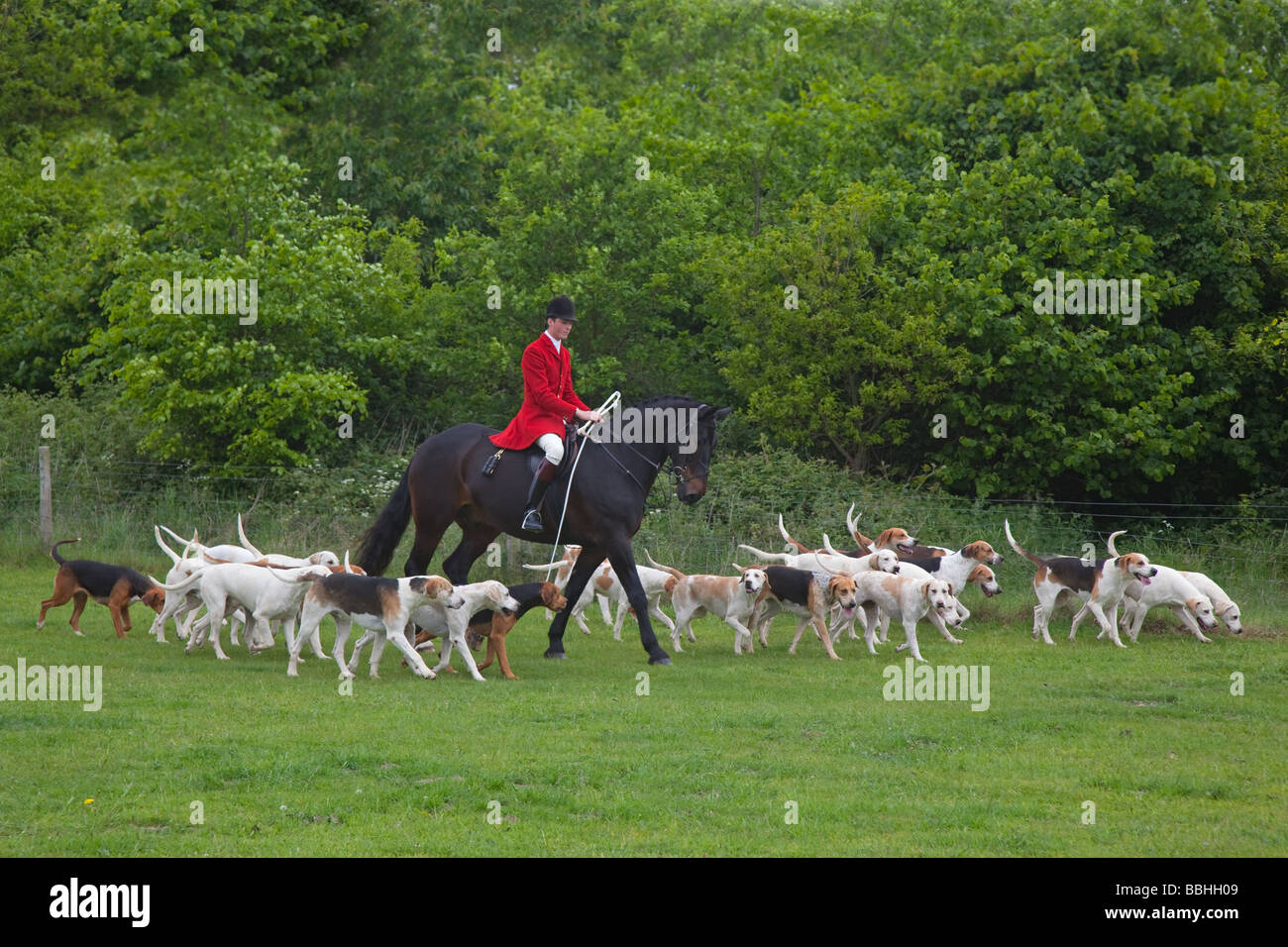 Piloti e Fox Hounds West Norfolk Hunt Foto Stock