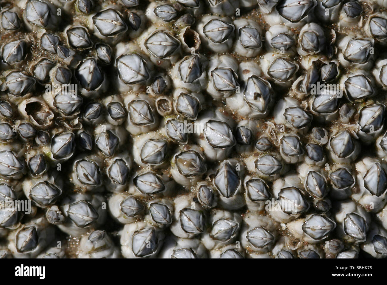 Close-up di roccia ricoperti In Acorn Barnacle Balanus crenatus a New Brighton, Wallasey il Wirral, Merseyside, Regno Unito Foto Stock
