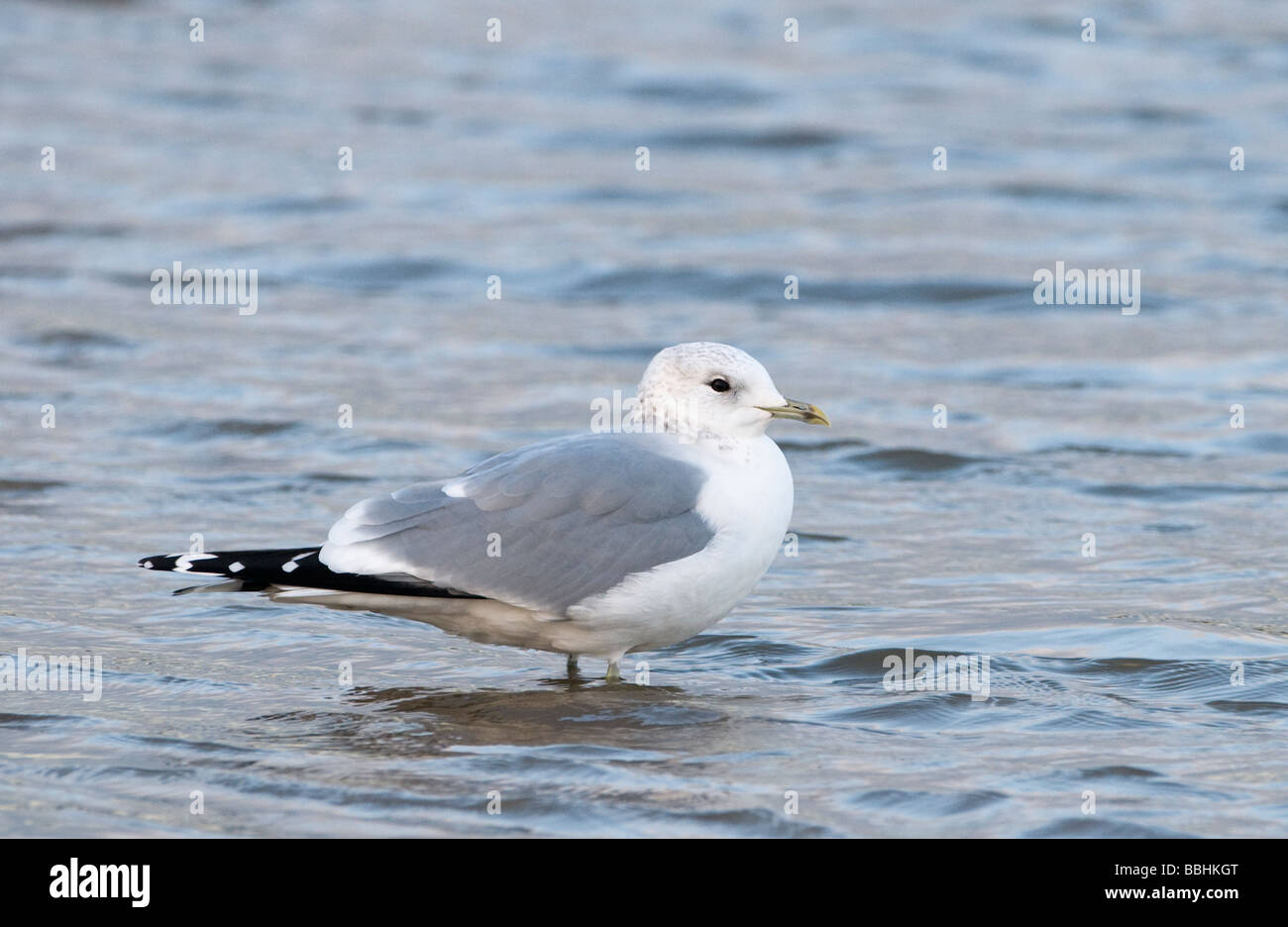 Gabbiano comune Larus canus in inverno piumaggio Norfolk Gennaio Foto Stock