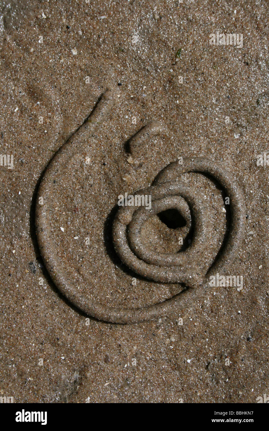 Spirale Lugworm Arenicola marina Cast a New Brighton, Wallasey, Wirral, Merseyside, Regno Unito Foto Stock