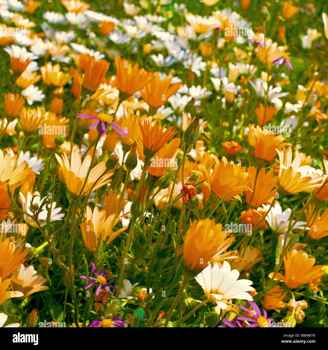 Una selezione di fiori NAMAQUALAND un lavaggio di colore ispirato alla insorgenza della molla Foto Stock