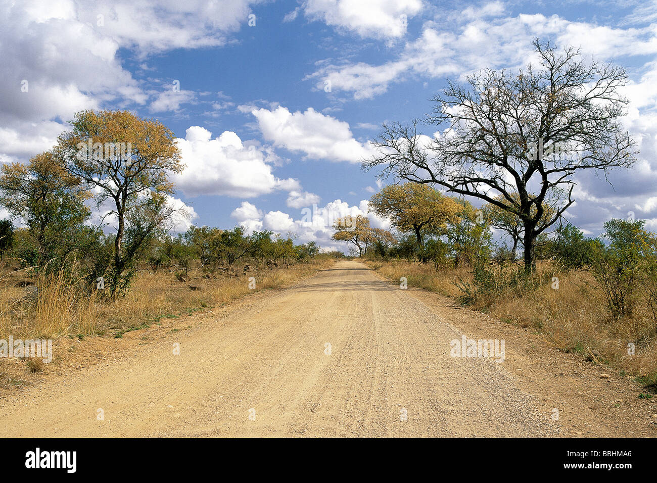 Frondosi alberi di acacia linea la strada tra Berg en Dal e PRETORIUSKOP campi nel Parco Nazionale di Kruger Foto Stock