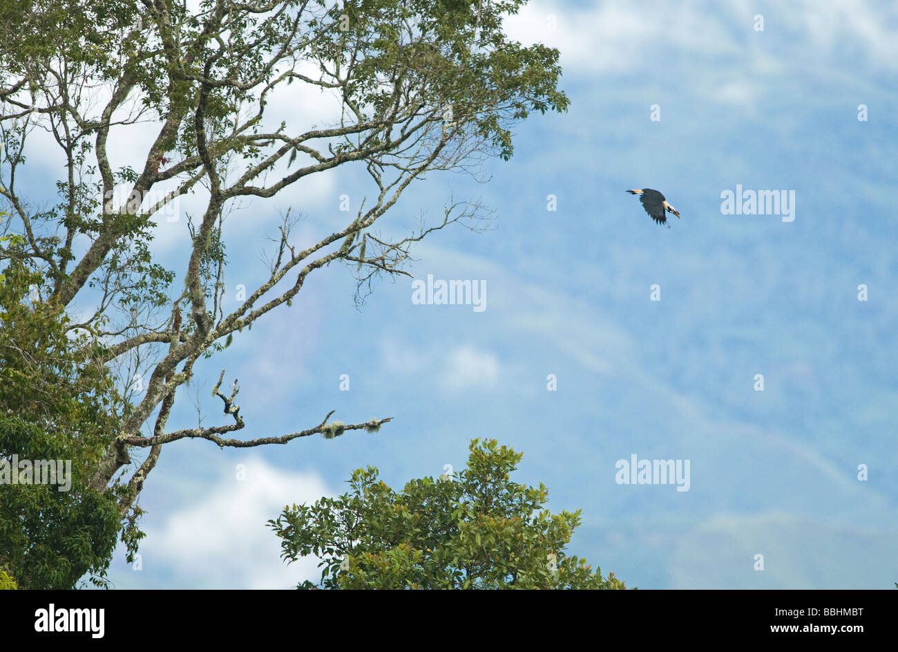 Mindanao Hornbill Mindanao Tarictic dal caso Penelopides affinis Mt Kitanglad Mindanao nelle Filippine Foto Stock