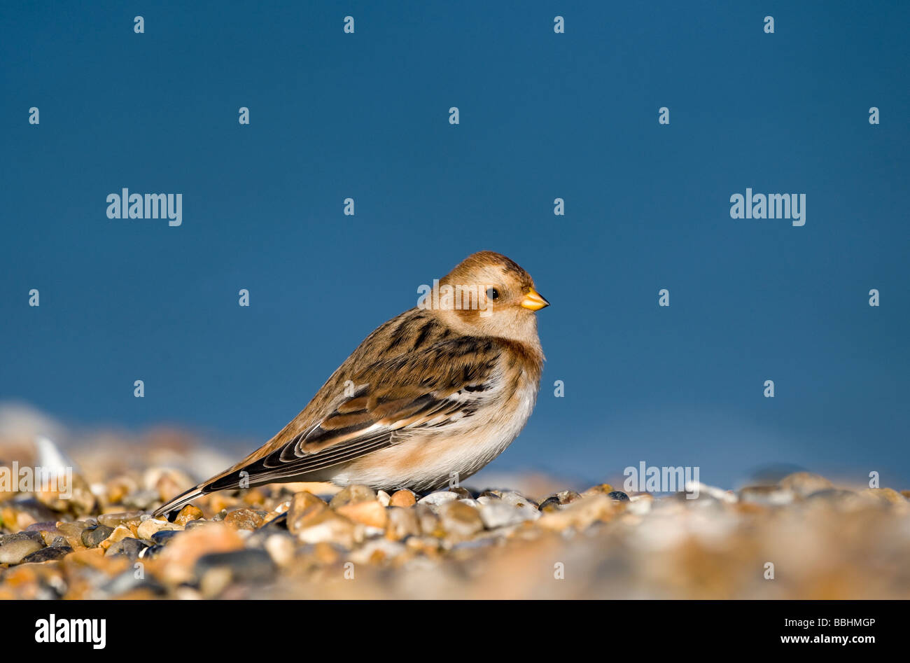 Snow Bunting Plectrophenax nivalis Salthouse Norfolk Novembre Foto Stock