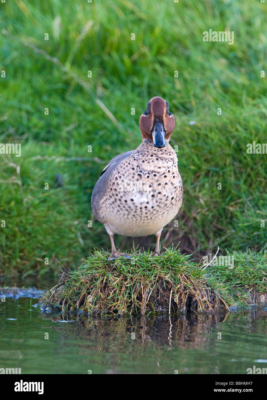 Alzavola Anas crecca Cley maschio Norfolk autunno Foto Stock