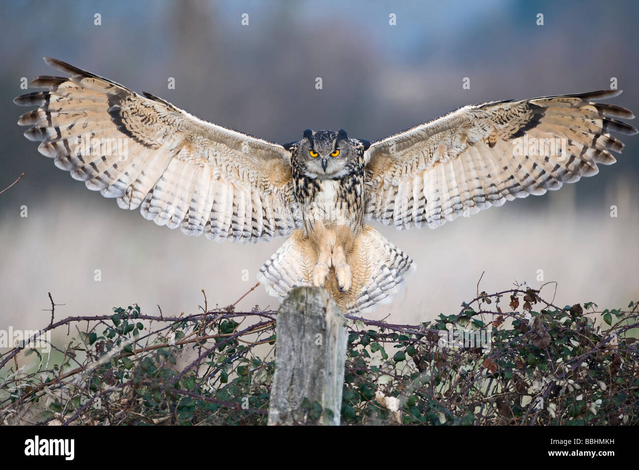 Gufo reale Bubo bubo Glos UK controllato Foto Stock