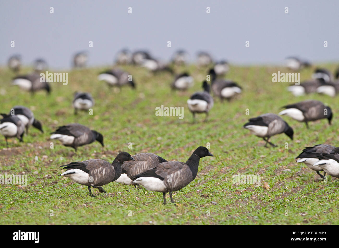 Brent oche Branta bernicla pascolare sugli agricoltori del raccolto di grano di inverno inverno Norfolk Foto Stock