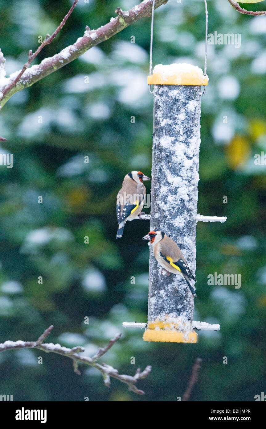 Cardellini Carduelis carduelis sul niger seme alimentatore in giardino inverno Foto Stock