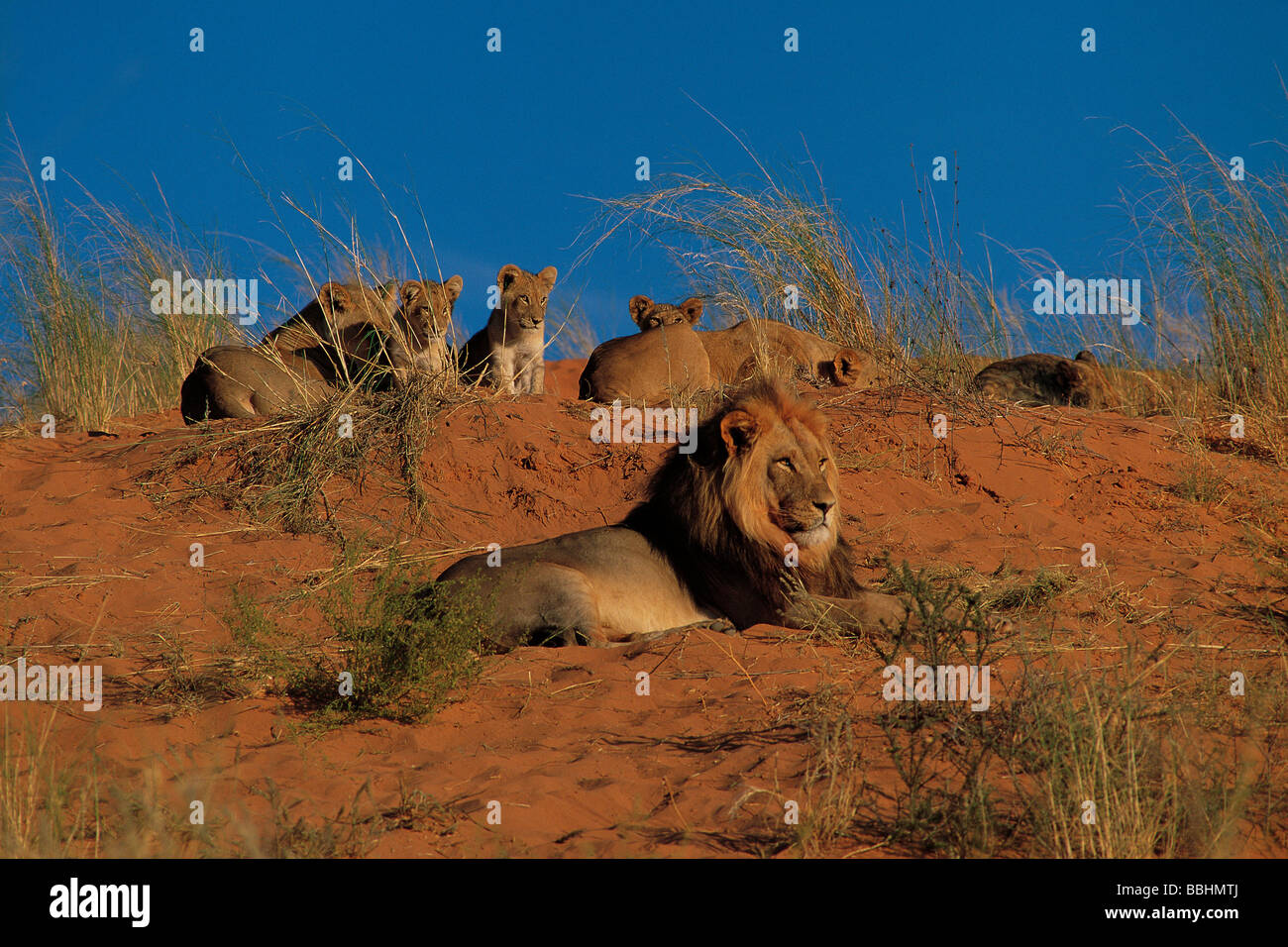 I Lions del Kalahari GEMSBOK NATIONAL PARK Foto Stock