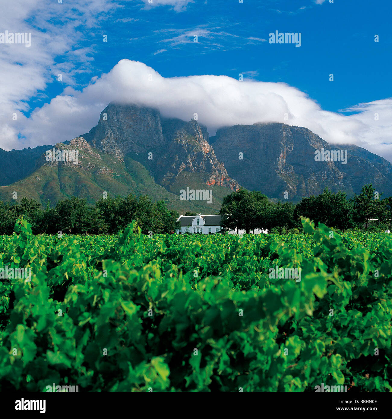 Un affascinante Cape Dutch agriturismo si accoccola tra i vigneti ai piedi di una montagna sfondo in questo glorioso e Foto Stock