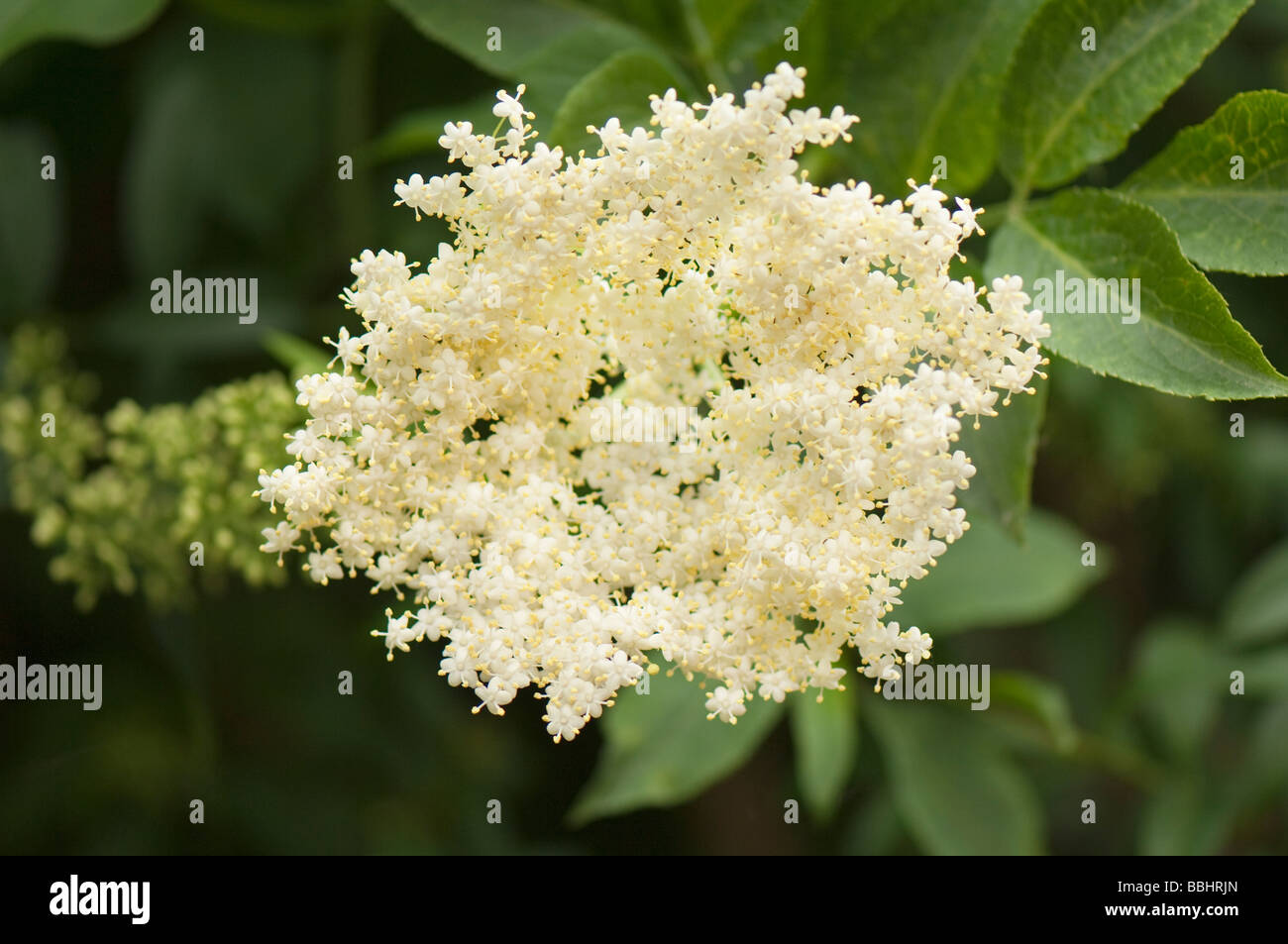 Fiore di sambuco immagini e fotografie stock ad alta risoluzione - Alamy