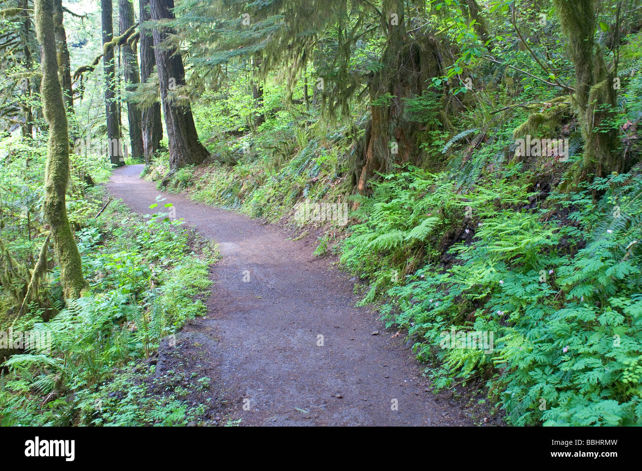 Punch Bowl Falls Eagle Creek Oregon Columbia Gorge Stati Uniti America del Nord Foto Stock