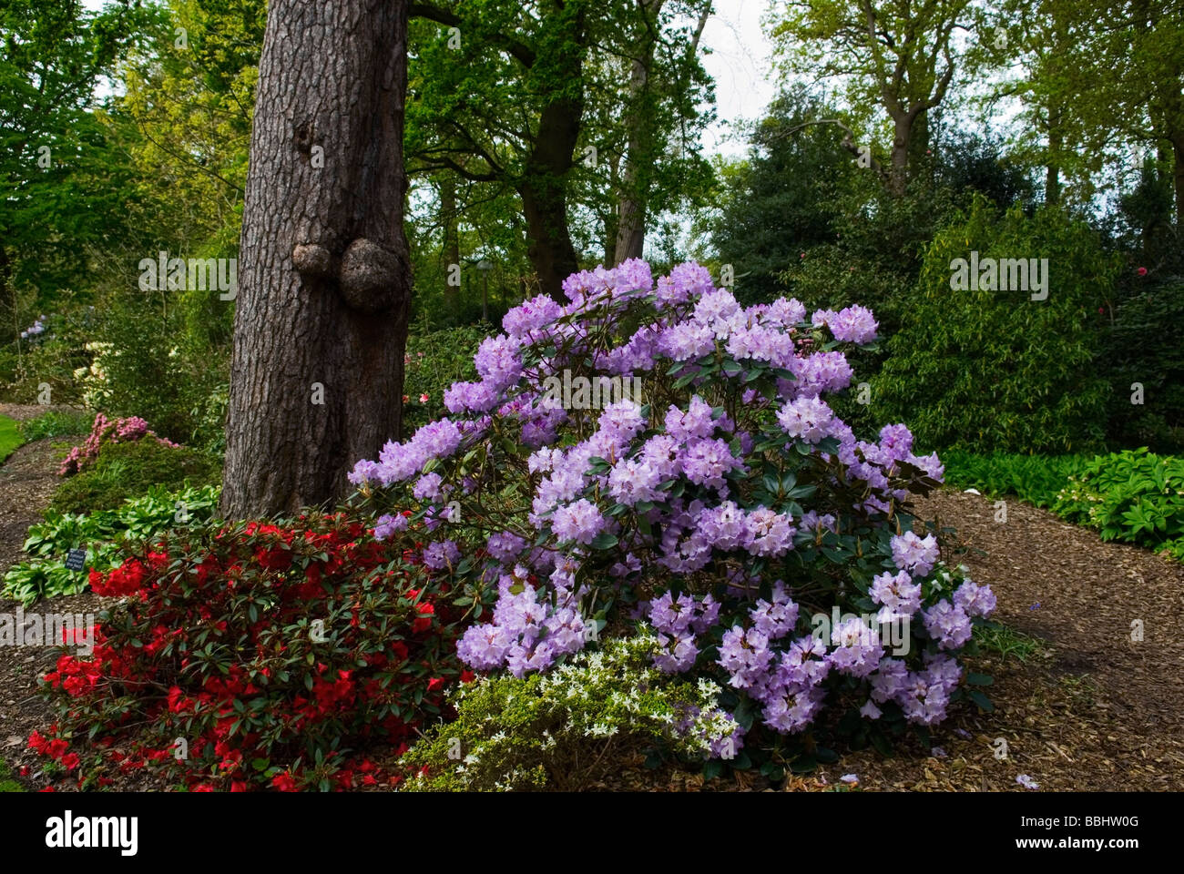 Rhododendron Susan a giardino RHS Wisley Foto Stock