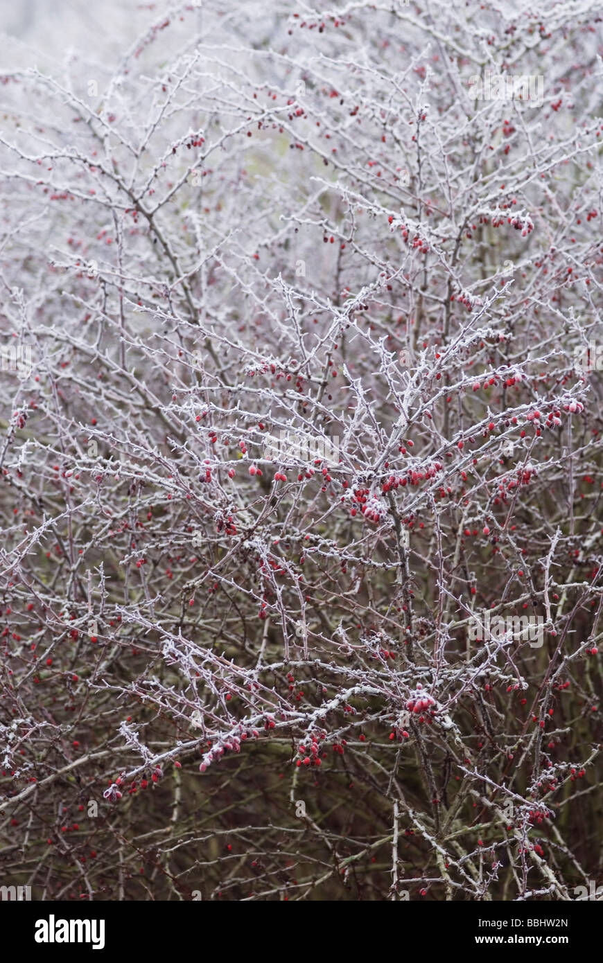BERBERIS THUNBERGII smerigliati Foto Stock