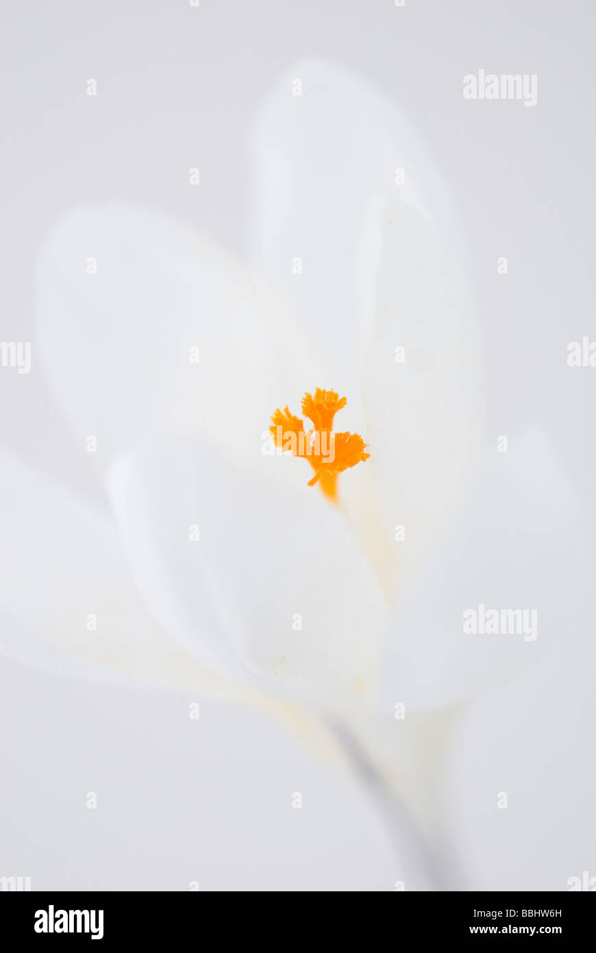 CROCUS VERNUS Jeanne d Arc Foto Stock