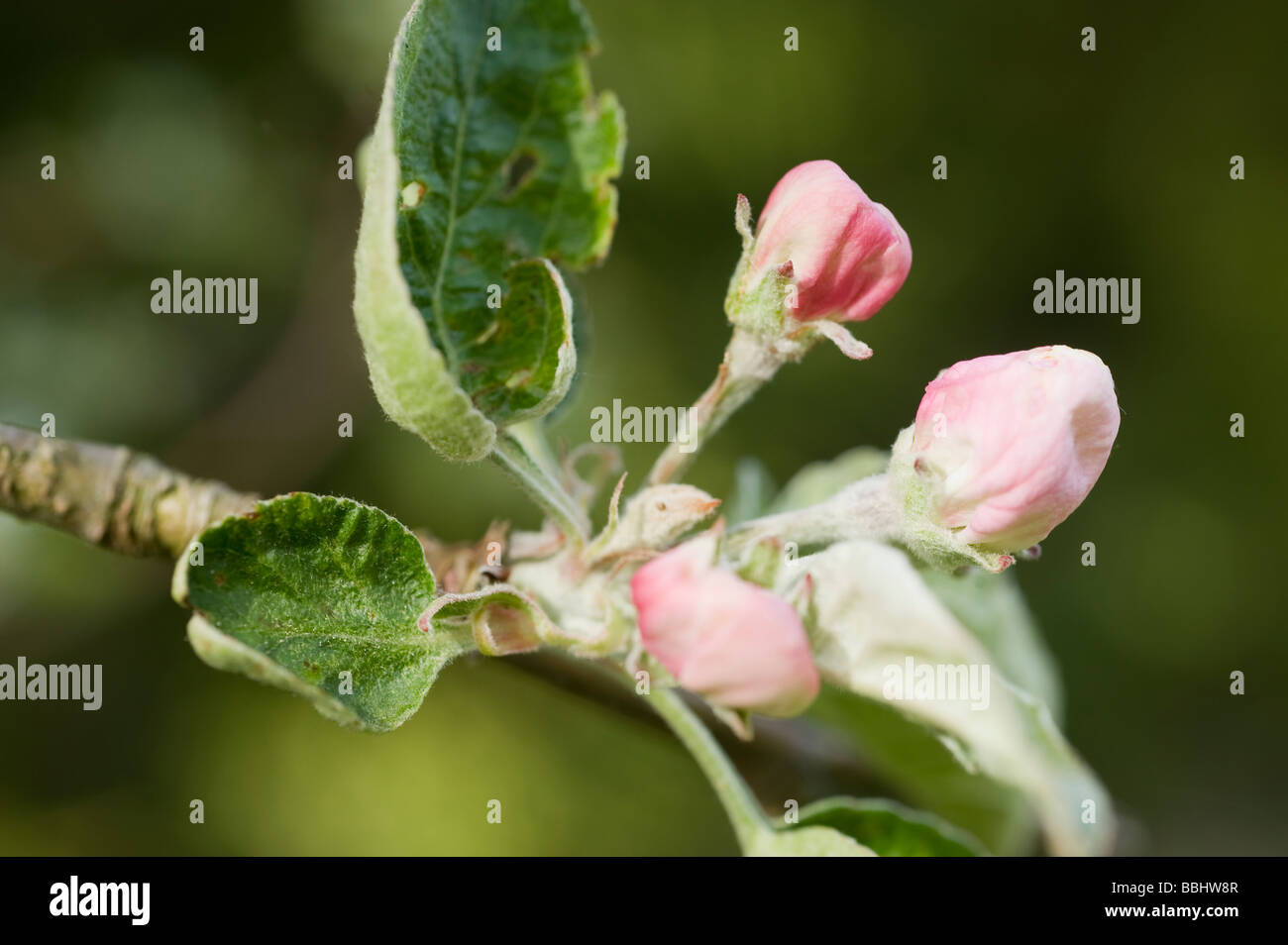 fiore della mela Foto Stock