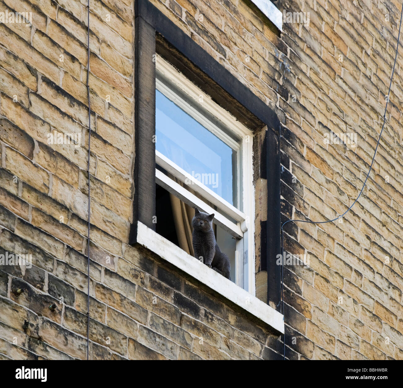 Gatto sul davanzale di un piano superiore nella finestra di Leeds, West Yorkshire, Inghilterra Foto Stock