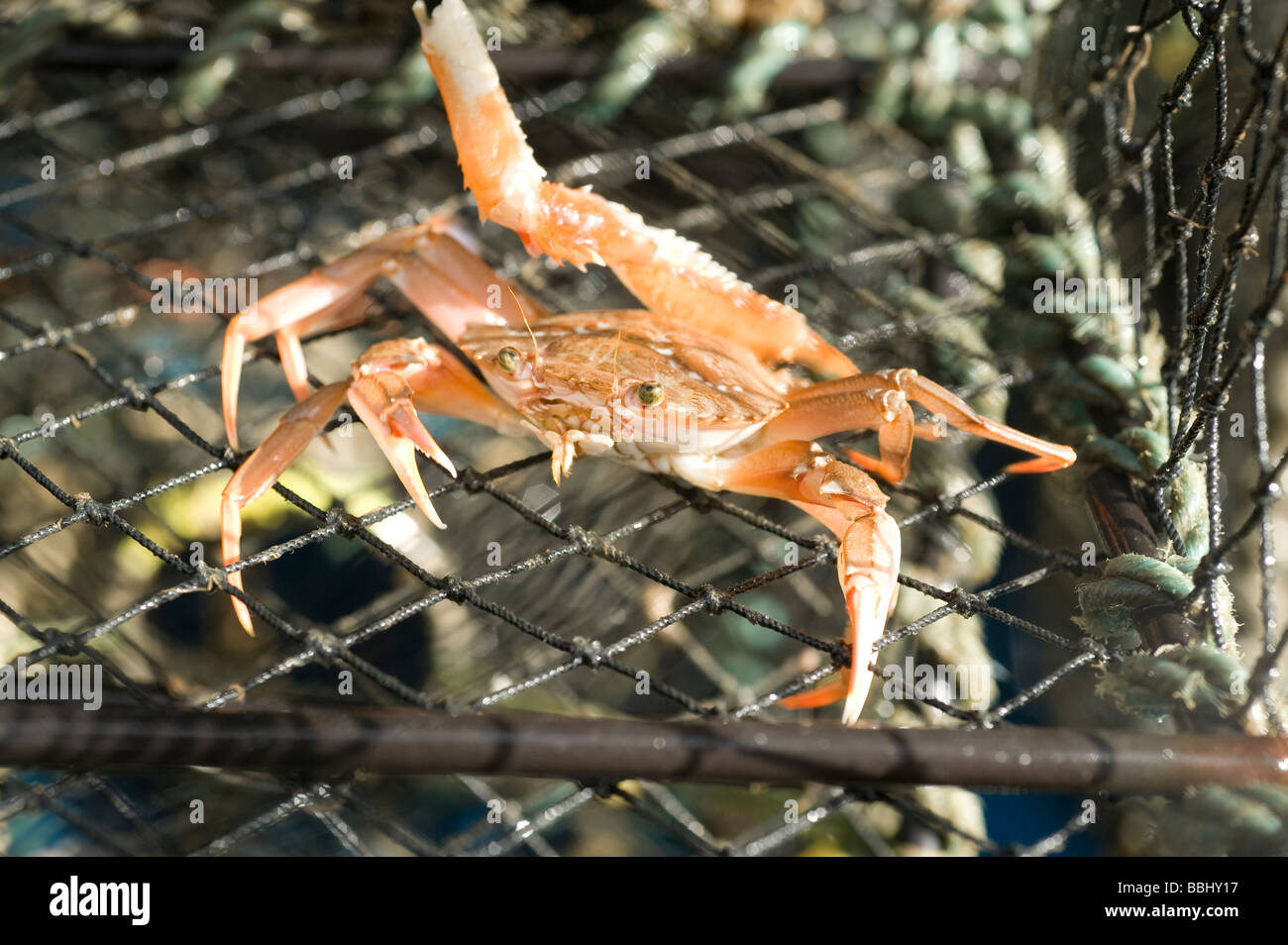 Swiming crab su una pentola Foto Stock