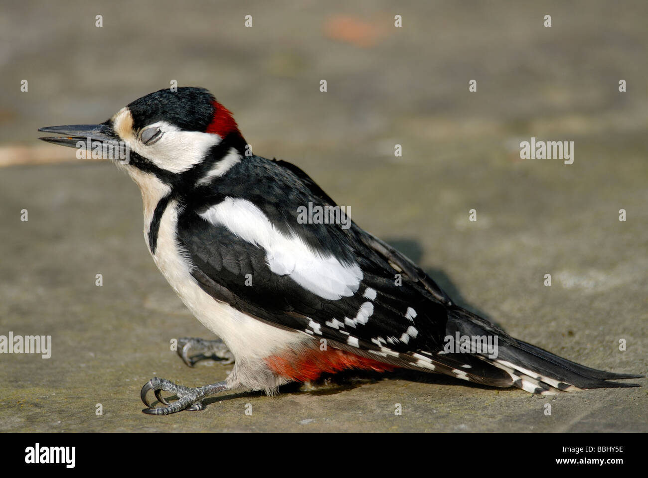 Un maschio adulto Picchio rosso maggiore (Dendrocopos major) stis storditi a terra dopo un volo in una finestra. Foto Stock