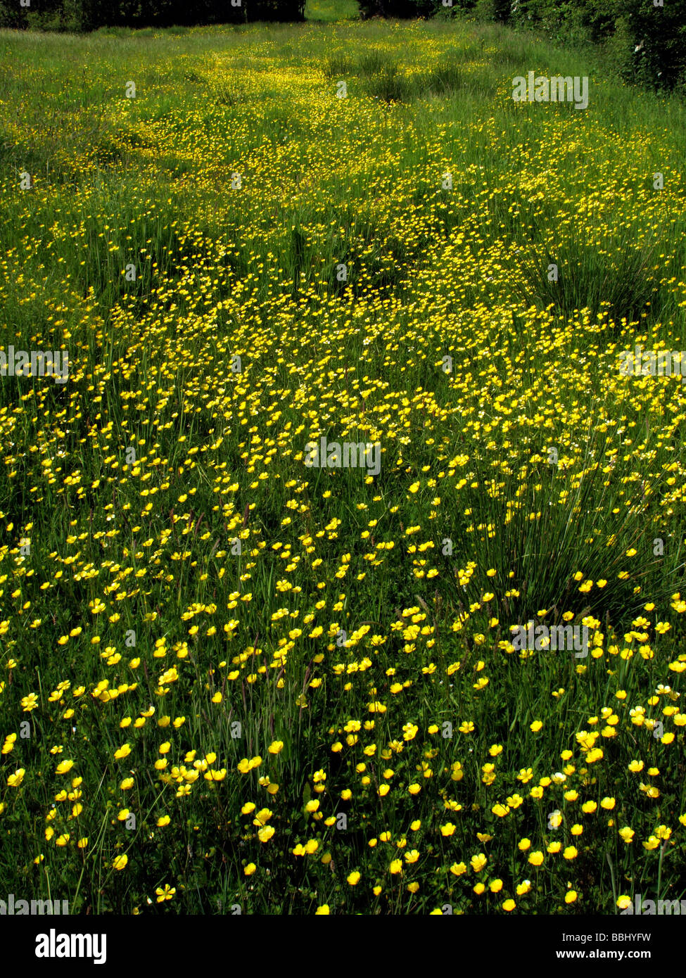 Ranuncolo prato Foto Stock