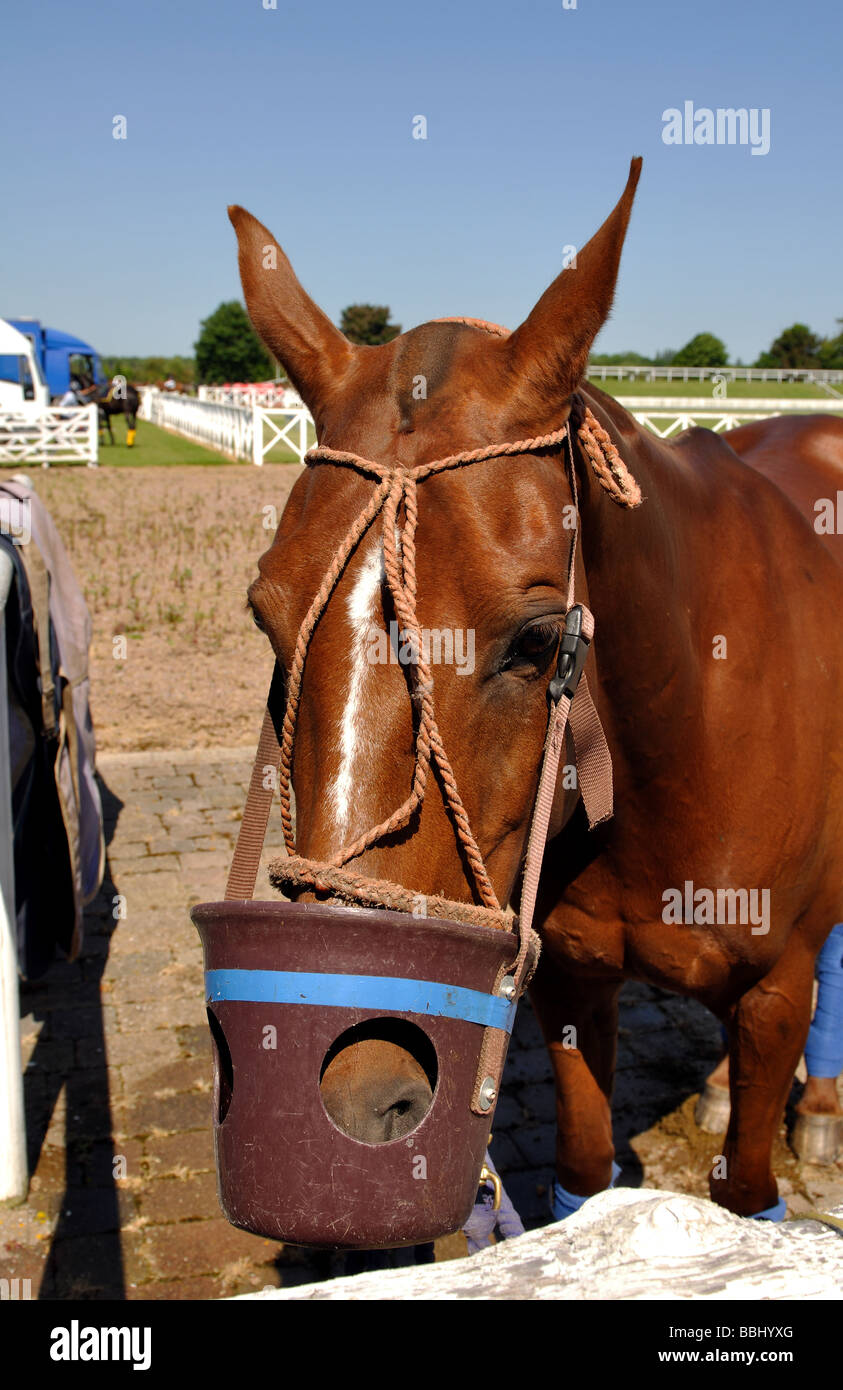 Polo pony indossando la museruola in plastica Foto Stock