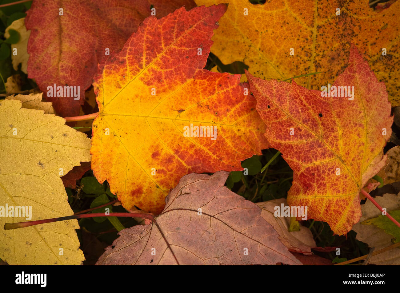Primo piano di caduto foglie di acero in autunno Niagara Falls Ontario Canada Foto Stock
