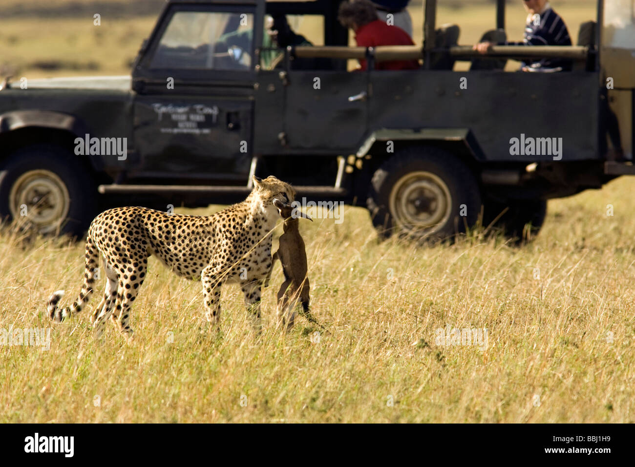 Cheetah con Thomson Gazelle kill - Masai Mara riserva nazionale, Kenya Foto Stock