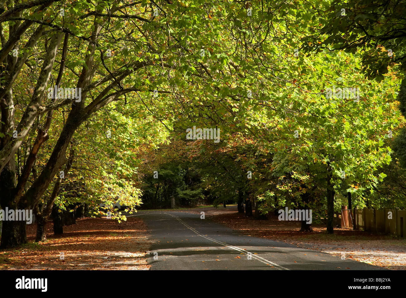 Colore di autunno il Viale Monte Wilson Blue Mountains Nuovo Galles del Sud Australia Foto Stock