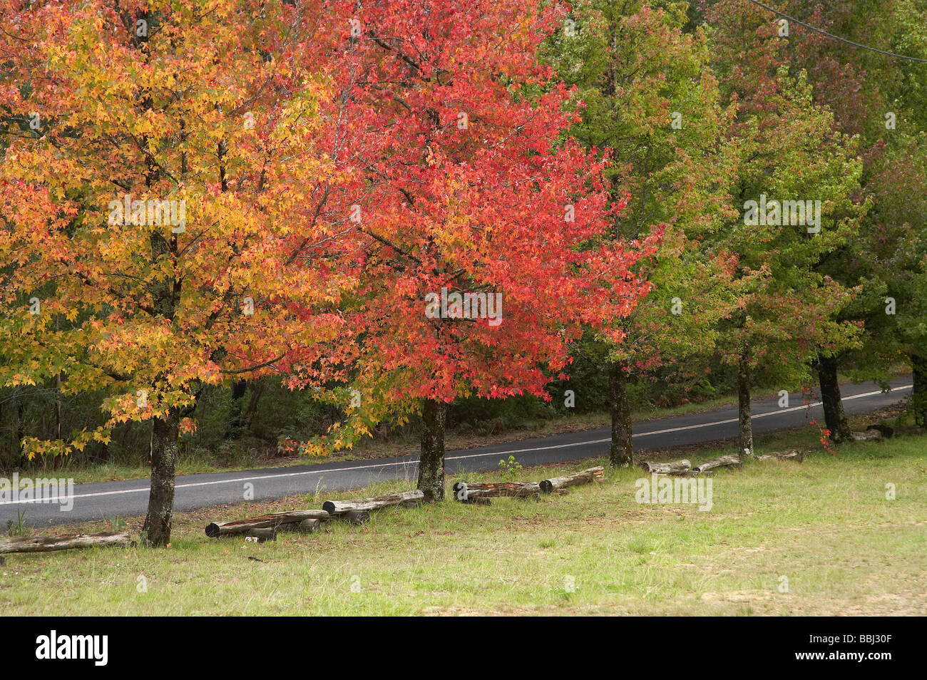 Colore di autunno cattedrale riserva Mount Wilson Blue Mountains Nuovo Galles del Sud Australia Foto Stock
