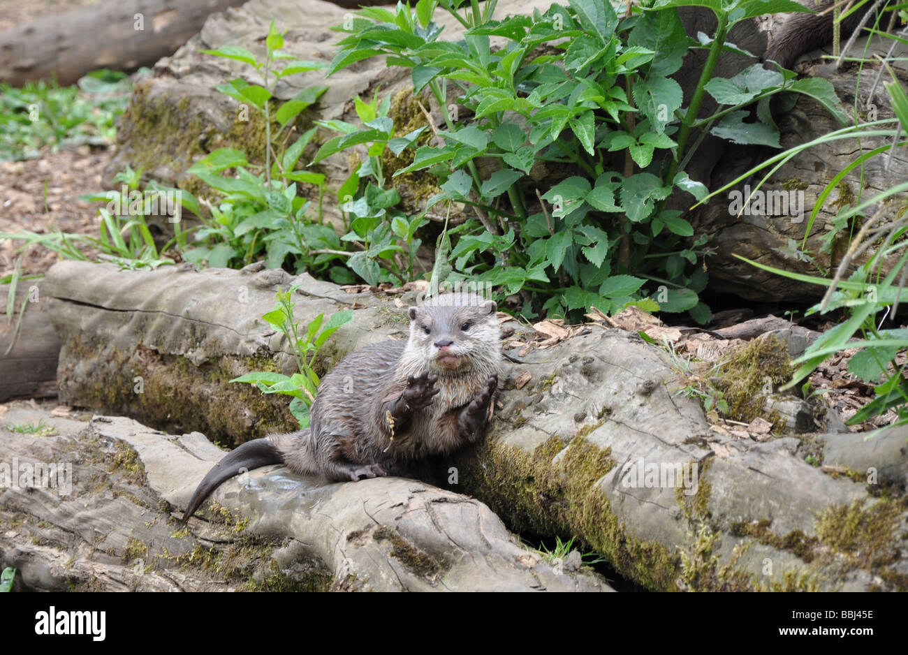 Singola lontra solitaria in cattività NEL REGNO UNITO Foto Stock