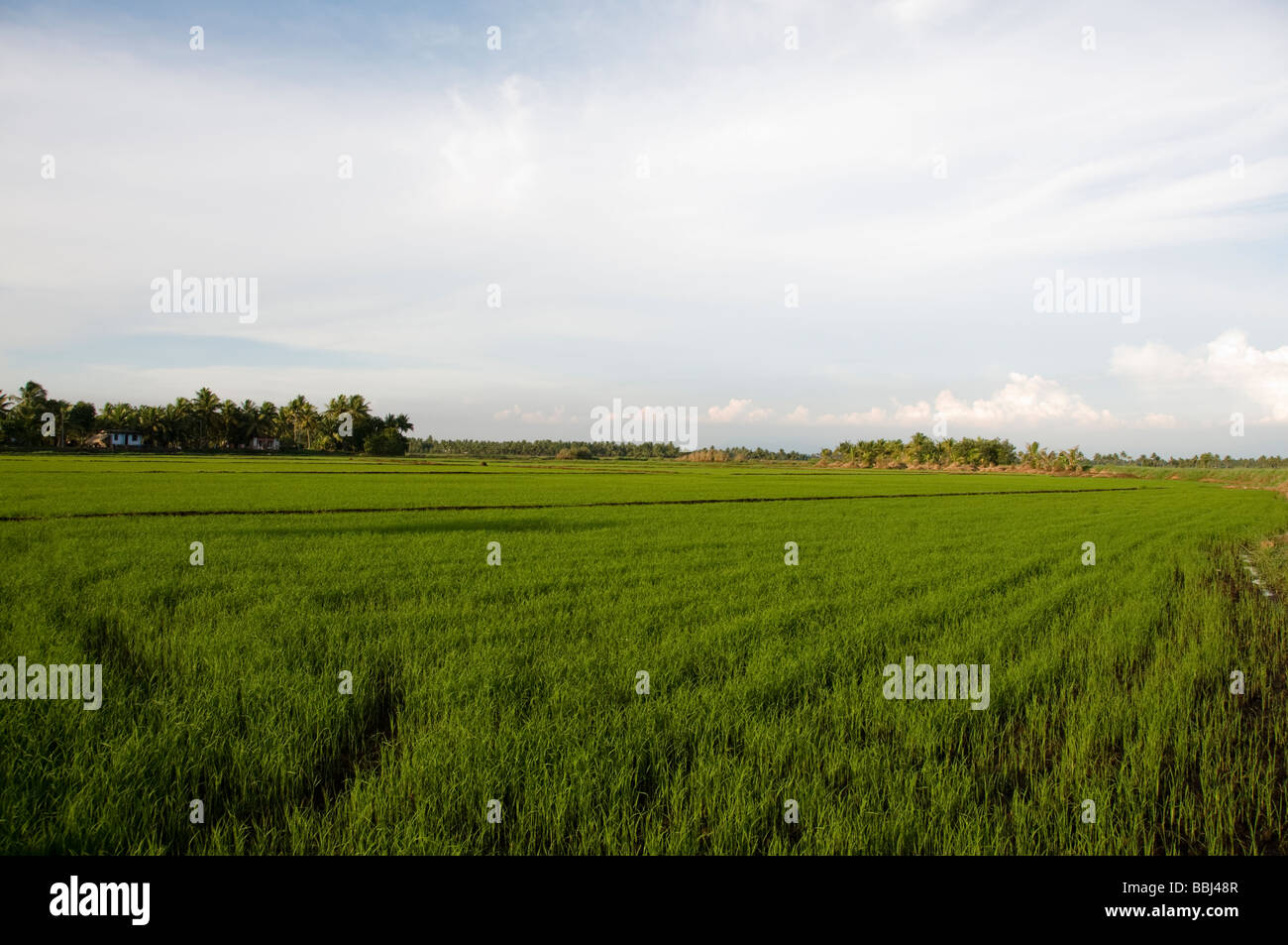 Campo di riso, Kerala, India Foto Stock