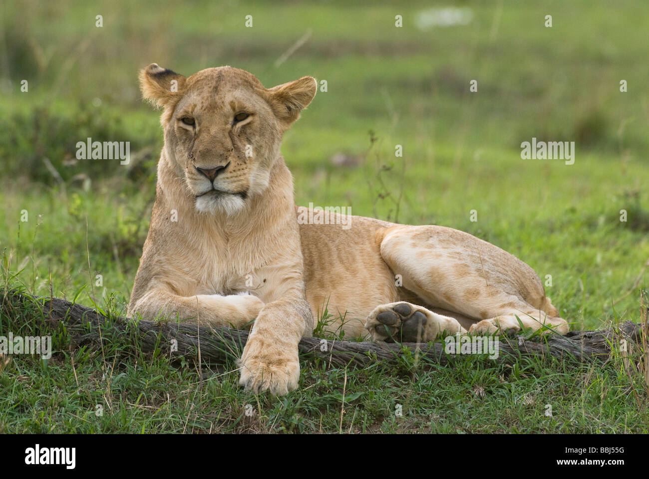 Lion Panthera leo leonessa Masai Mara Kenya Africa orientale Foto Stock