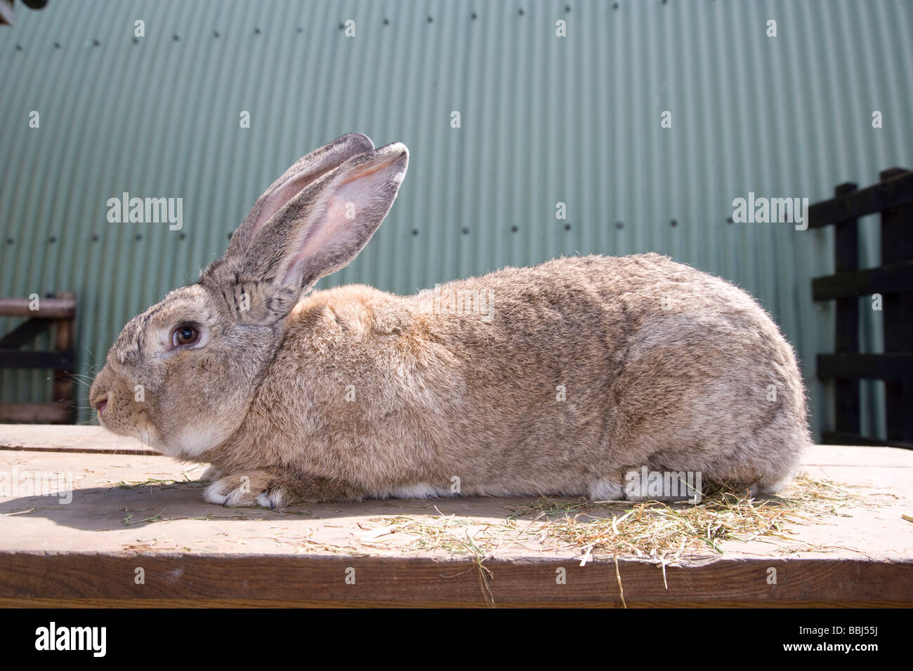 Continental coniglio gigante Foto Stock