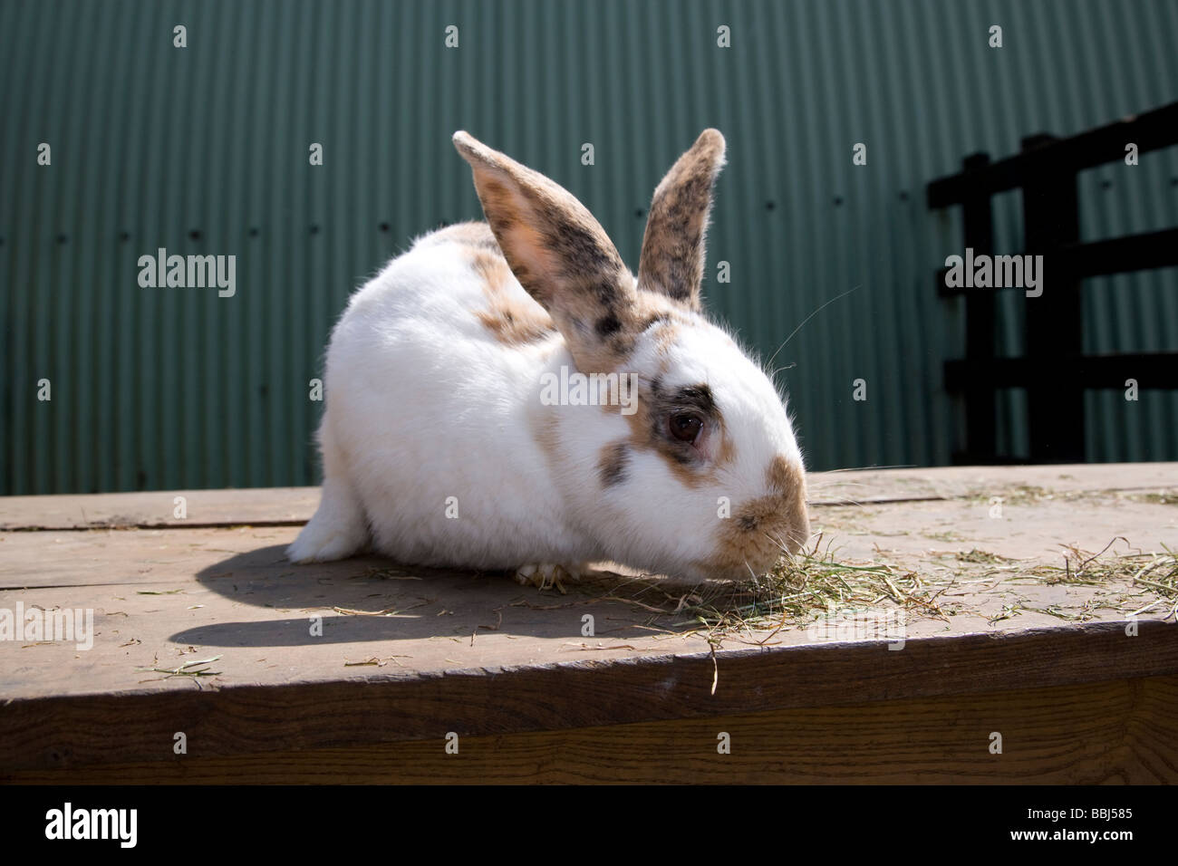 Inglese coniglio gigante Foto Stock
