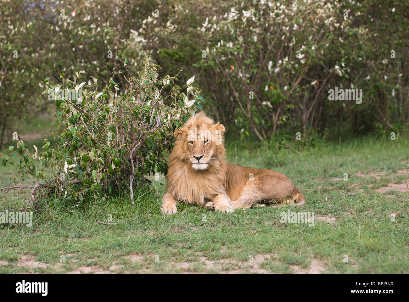 Maschio di leone Panthera leo Masai Mara Kenya Africa orientale Foto Stock
