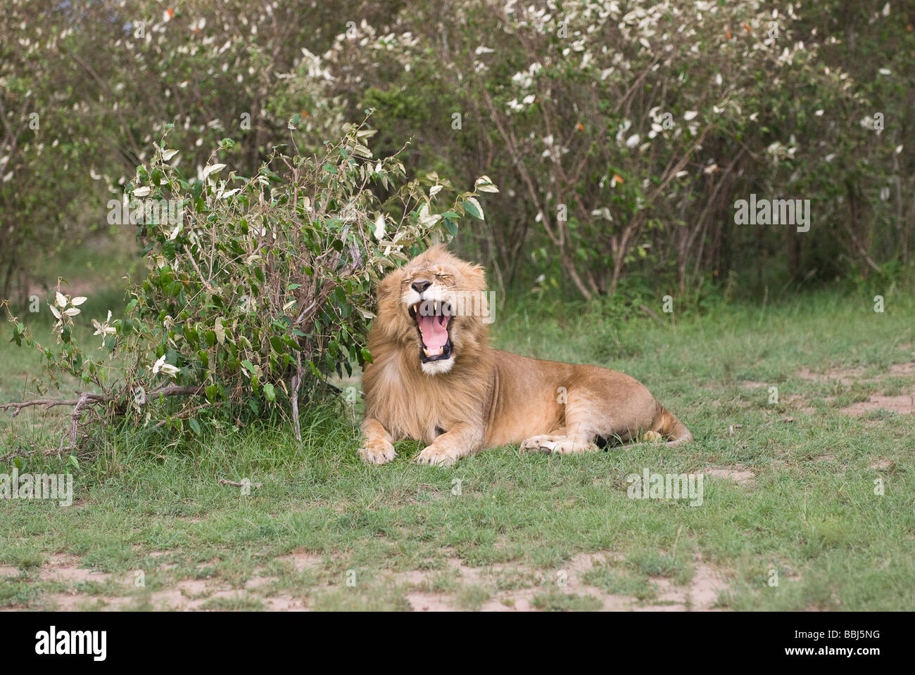 Maschio di leone Panthera leo Masai Mara Kenya Africa orientale Foto Stock
