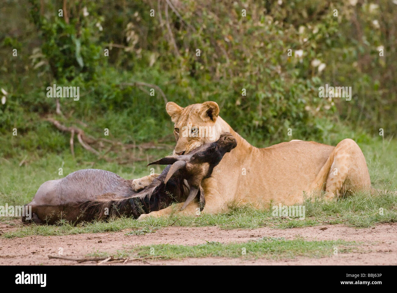 Lion Panthera leo leonessa uccide wilderbeest Masai Mara Kenya Africa orientale Foto Stock