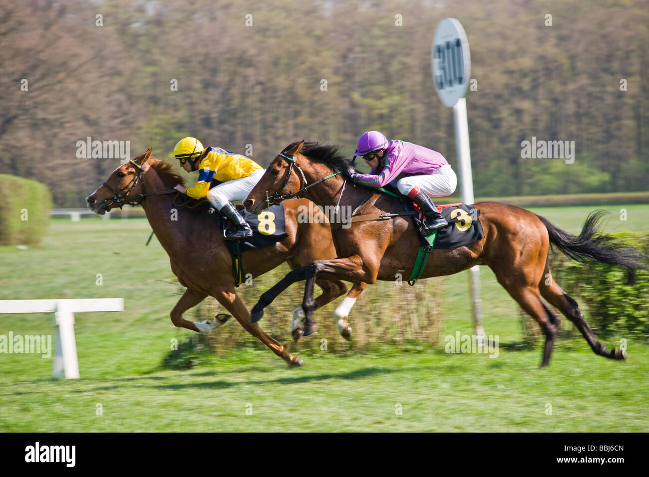 Le corse di cavalli in gara le vie a Hoppegarten, Berlino, Germania, Europa Foto Stock