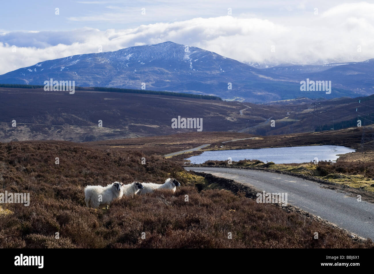 dh General Wades strada militare SCHIEHALLION PERTHSHIRE Blackface pecore montagna scottish wade highlands scotland montagne animali inghilterra highland Foto Stock