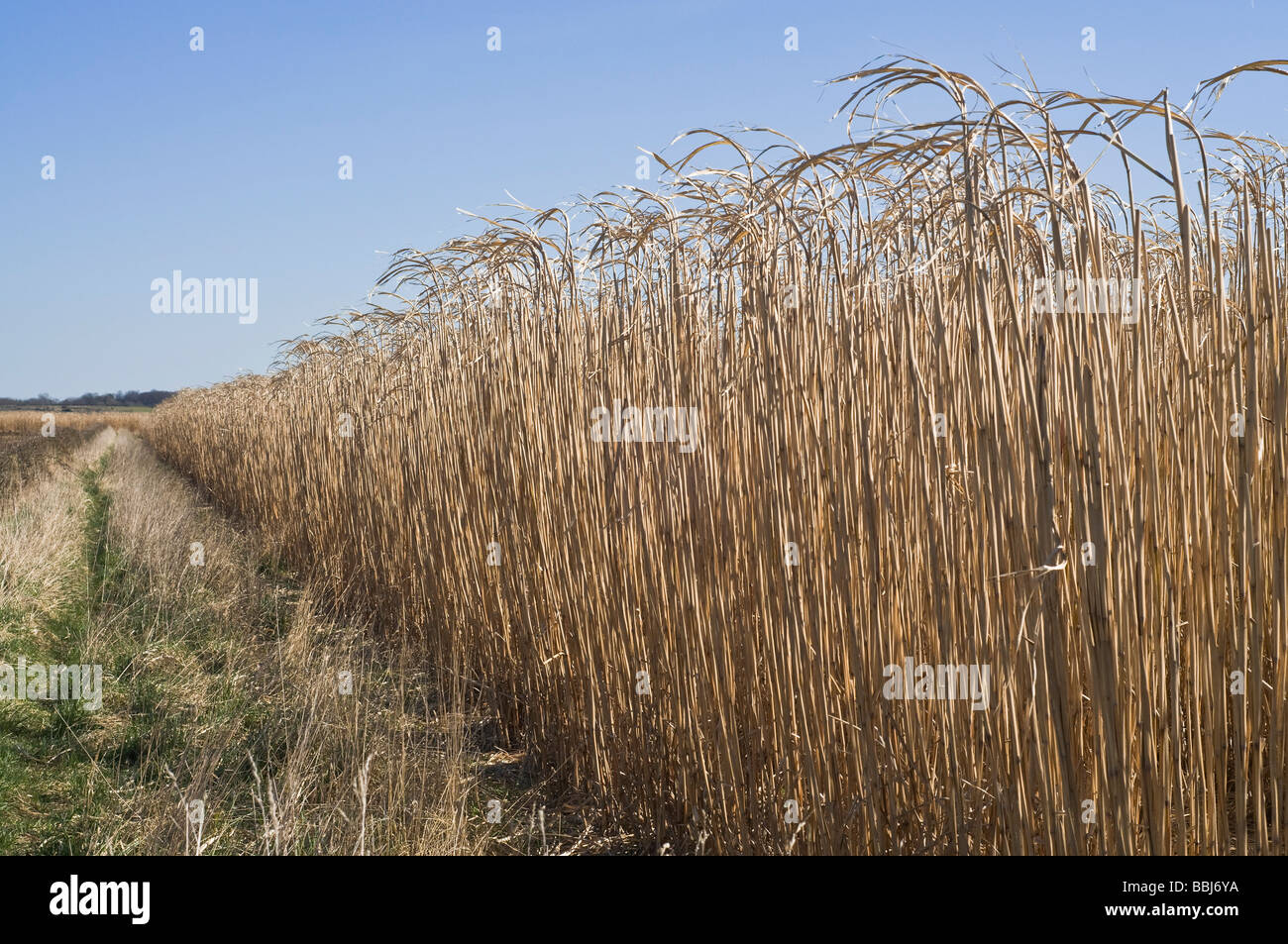 Dh Miscanthus biomassa UK erba elefante campo di coltivazione di energia rinnovabile bio carburante colture dello Yorkshire Regno Unito Foto Stock