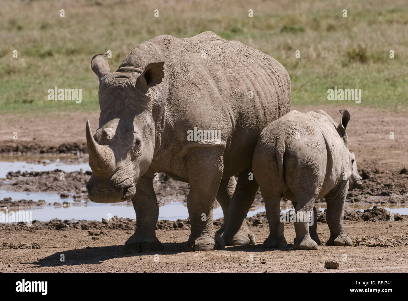White Rhino con giovani Ceratotherium simum Sweetwaters Laikipia Kenya Africa orientale Foto Stock