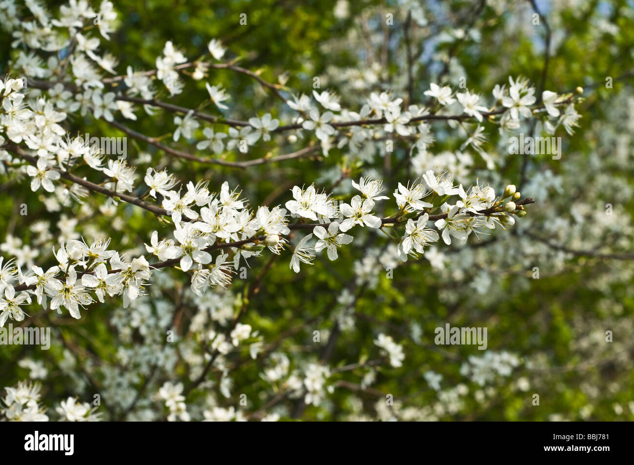 dh Crataegus monogyna HAWTHORN UK FLORA Blossom bianco fiore biancospino cespuglio siepe fiorire vicino rami Foto Stock