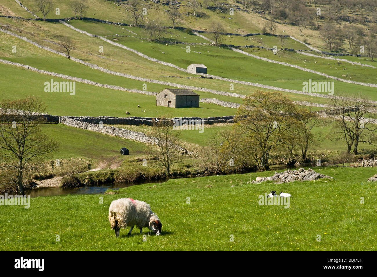 dh Yorkshire Dales National Park WHARFEDALE NORTH YORKSHIRE agnelli di pecora nei campi agricoli fienili primavera campo panoramico regno unito Foto Stock