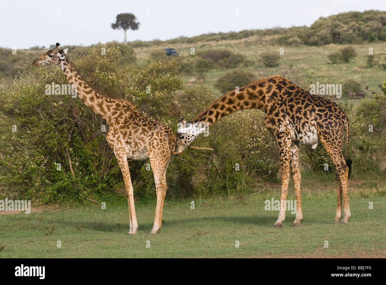 Masai giraffe Giraffa camelopardalis tippelskirchi Masai Mara Kenya Africa orientale Foto Stock