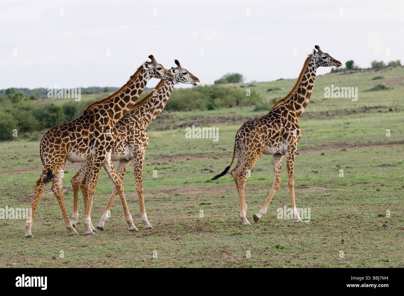 Masai giraffe Giraffa camelopardalis tippelskirchi Masai Mara Kenya Africa orientale Foto Stock