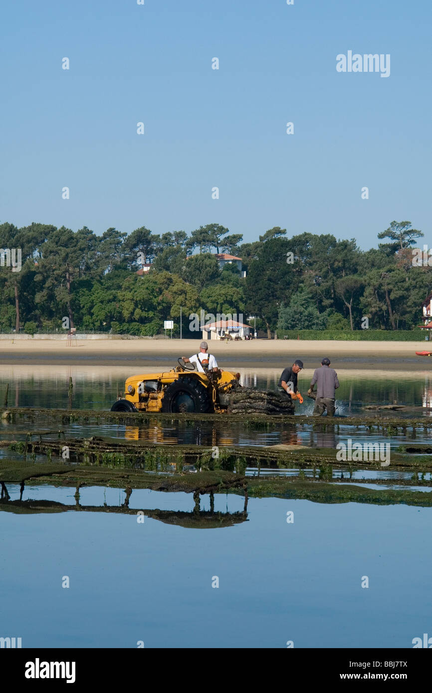 A Hossegor, oyster-gli agricoltori che lavorano (Landes - Francia). Ostréiculteurs au travail à Hossegor (Landes - Francia). Foto Stock