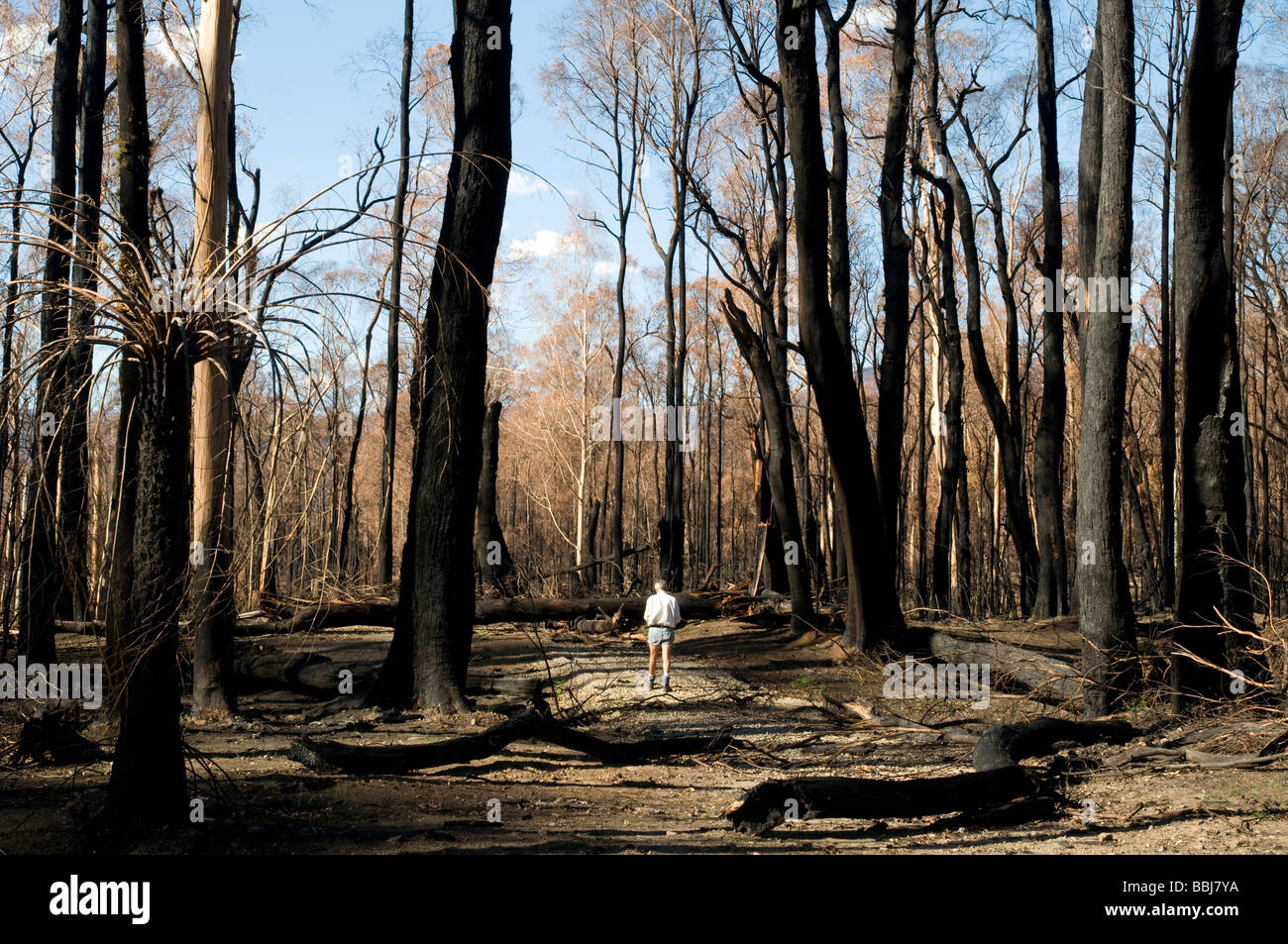 Uomo che cammina nel bosco devastato dopo un bushfire Foto Stock