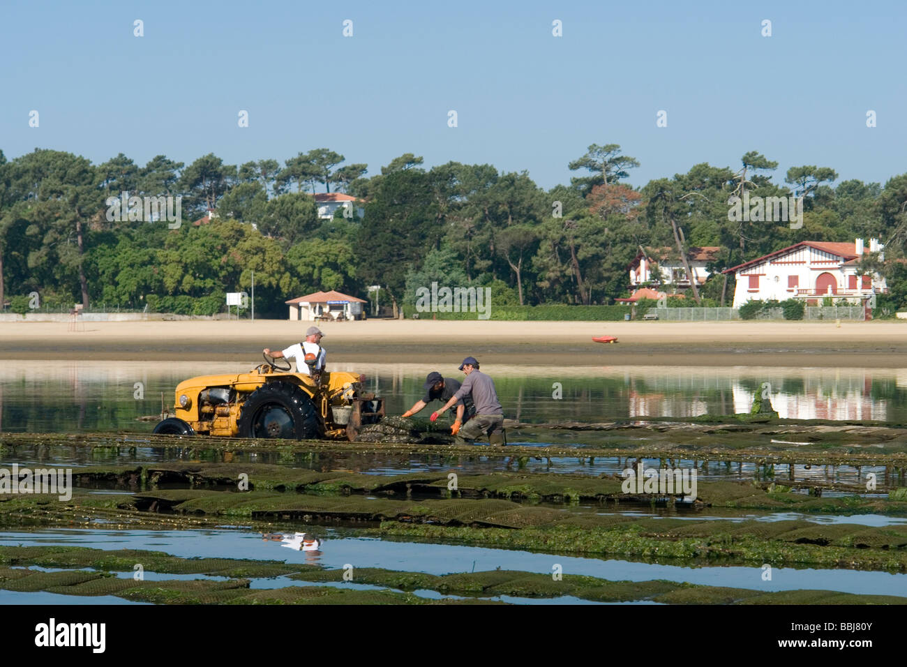 A Hossegor, oyster-gli agricoltori che lavorano (Landes - Francia). Ostréiculteurs au travail à Hossegor (Landes - Francia). Foto Stock